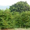 Phượt câu TQ (tiếp)